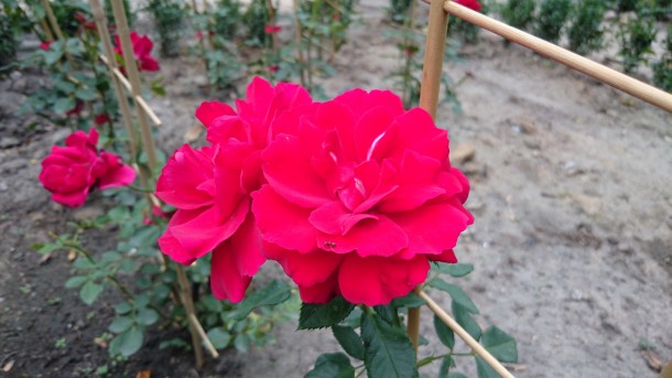 DSC 0010 610x343 DSC 0010